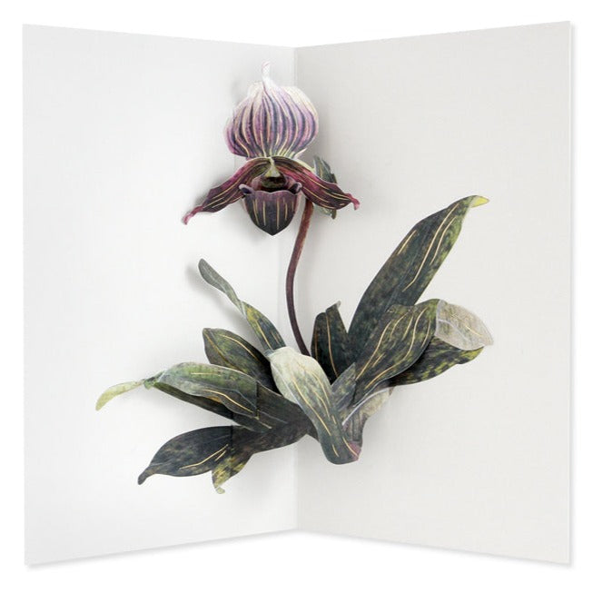 UWP Luxe Lady Slipper orchid Pop Up Art Card